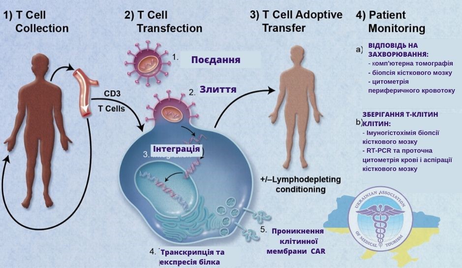Механізм дії CAR-T клітин